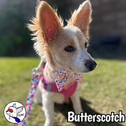 Thumbnail photo of Butterscotch #4