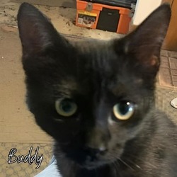 Thumbnail photo of Buddy #1