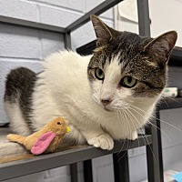adopt a pet