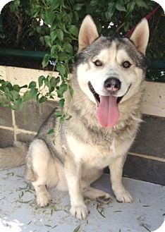 Dublin Ca Husky Meet Presley A Pet For Adoption Dublin Ca Husky Meet Presley A Pet