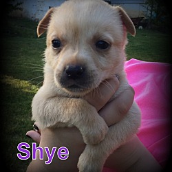 Thumbnail photo of Shye #4