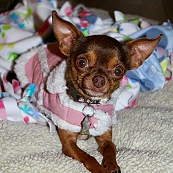 Thumbnail photo of Tiny Rosa ADOPTED!! #3