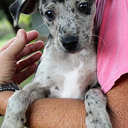 Thumbnail photo of Lexie~adopted! #2