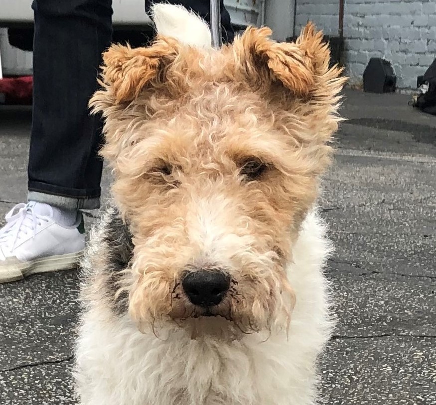weird hair fox terrier