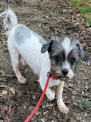 Sacramento, Ca - Shih Tzu. Meet *hammy A Pet For Adoption - Adoptapet.com