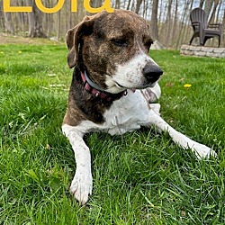 Photo of Lola is a great Adult Second Dog. Rehoming