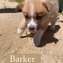 Photo of Barker