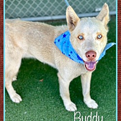 Thumbnail photo of BUDDY #4