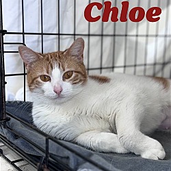 Thumbnail photo of Chloe, Willow Grove PA (FCID# 03/29/2024-111) #2
