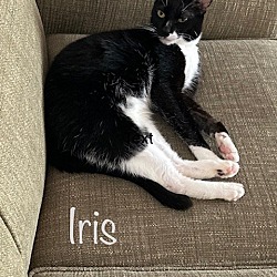 Photo of Iris (River Oaks)