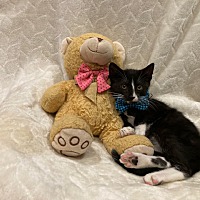 adopt a pet