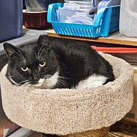 adopt a pet