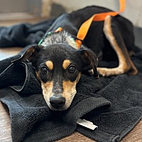 adopt a pet