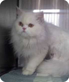 East Brunswick Nj Persian Meet Ming A Pet For Adoption