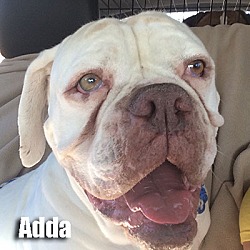 Thumbnail photo of Adda #1