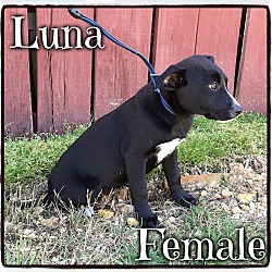 Thumbnail photo of Luna (Pom-dc) #4
