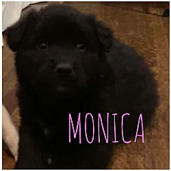 Photo of MONICA, ROSS