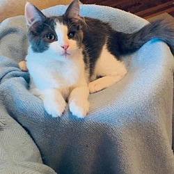 New Beginnings Animal Rescue Ct In Branford Connecticut