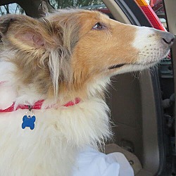 Almost Home Dog Rescue Of Ohio Inc In Dublin Ohio