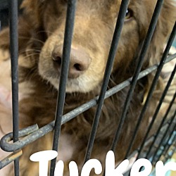 Thumbnail photo of Tucker #1