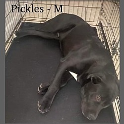 Thumbnail photo of Pickles/Sammy #3