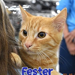 Photo of Fester