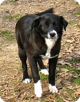 collie