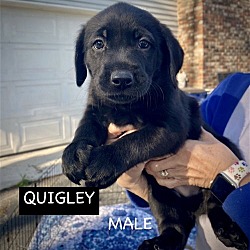 Photo of QUIGLEY