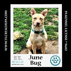 Thumbnail photo of June Bug (Mom to June Bug's Bugs Life Pups) 012723 #2