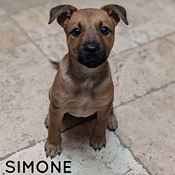 Photo of SIMONE