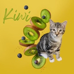 Thumbnail photo of Kiwi #1