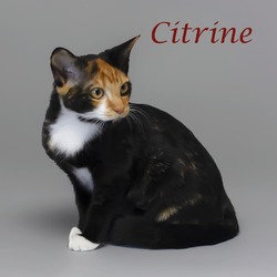 Thumbnail photo of Citrine C24-240 #2