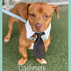 Thumbnail photo of CASHMERE #4