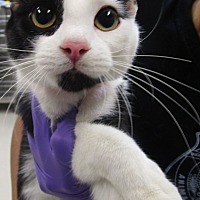 adopt a pet