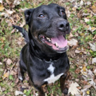 Adopt A Pet :: Lucy - Versailles, KY