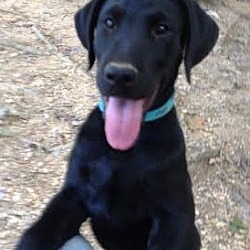 Thumbnail photo of Squire, sweet& smart lab baby #1
