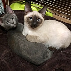 Photo of Rocky and Rudy (bonded pair)