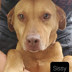 Thumbnail photo of Sissy #2