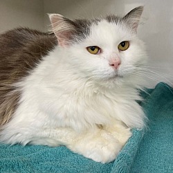 Photo of Blossom
