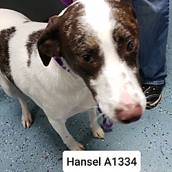Photo of Hansel #2 A1334