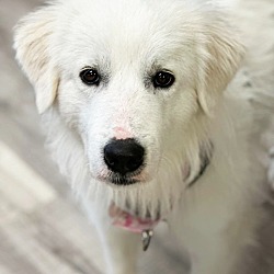Photo of Penelope - Foster to Adopt