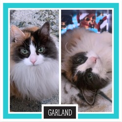 Thumbnail photo of Garland #2