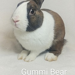 Thumbnail photo of Gummi Bear #1