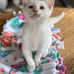 Photo of Moose (foster kitten)