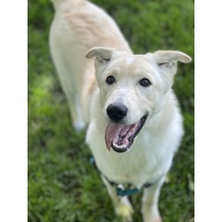 Photo of Cookie - AVAILABLE
