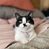 adopt a pet