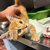 adopt a pet