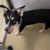 adopt a pet