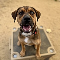 adopt a pet