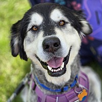 adopt a pet
